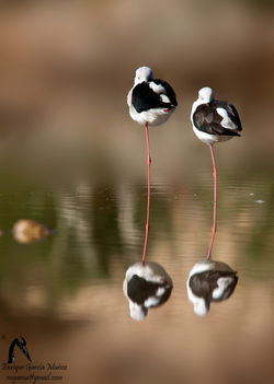 Himantopus himantopus