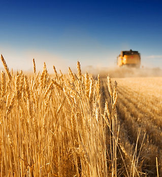 Harvest