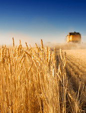 Harvest