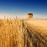 Wheat field harvest