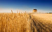 Harvest time, crazy time