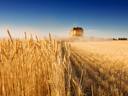 Harvest
