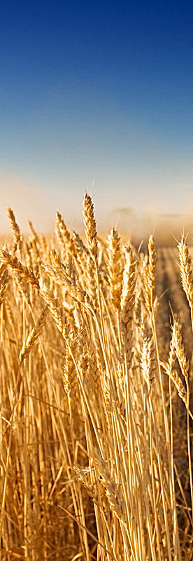 Harvest