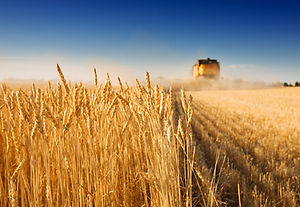 Harvest