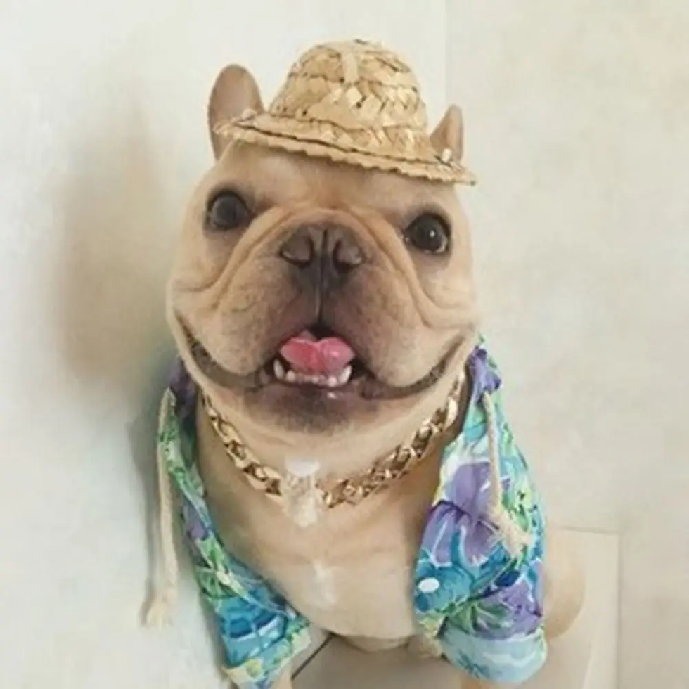 Thumbnail: Pet Fashion Necklace Chain Dog Collar French Fighting Small Medium Dog Gold Coll