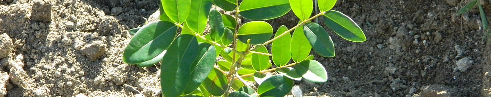 Tree planting.jpg