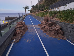 Tronco de palmeira cai para zona de desporto em Machico