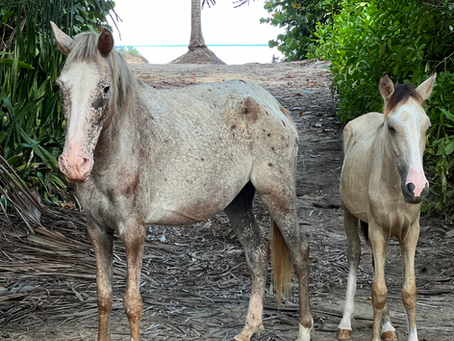 How Hooves on the Ground Is Evolving to Better Serve Vieques’ Horses and Community