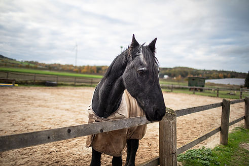 061120203_little-Q-Ranch-_Lieske.jpg