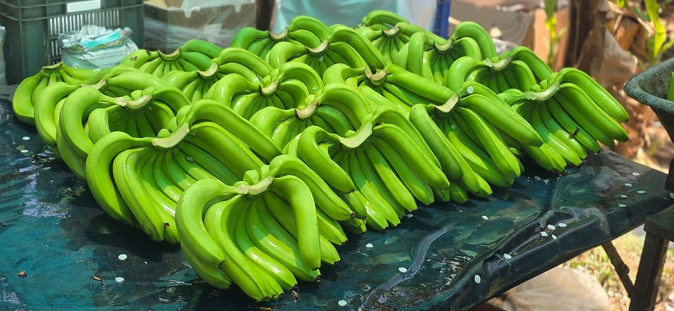 250505 Banana Packing Process (13)_edited.jpg