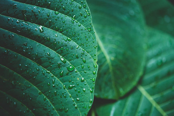 acqua-piovana-su-una-macro-foglia-verde_1150-12802.jpg