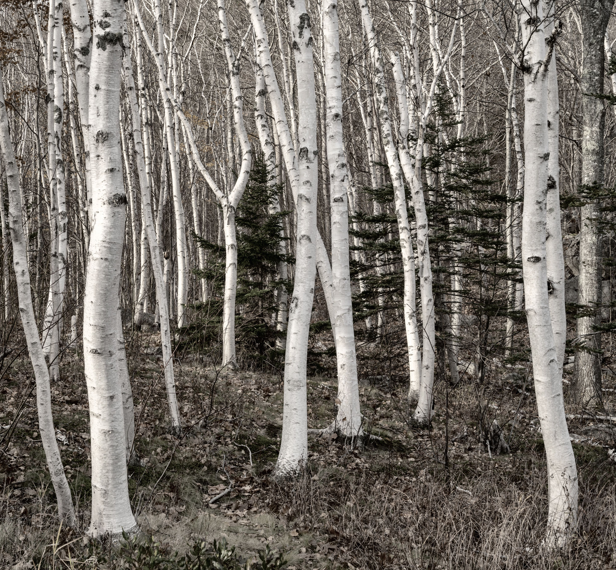 Aspens B/W