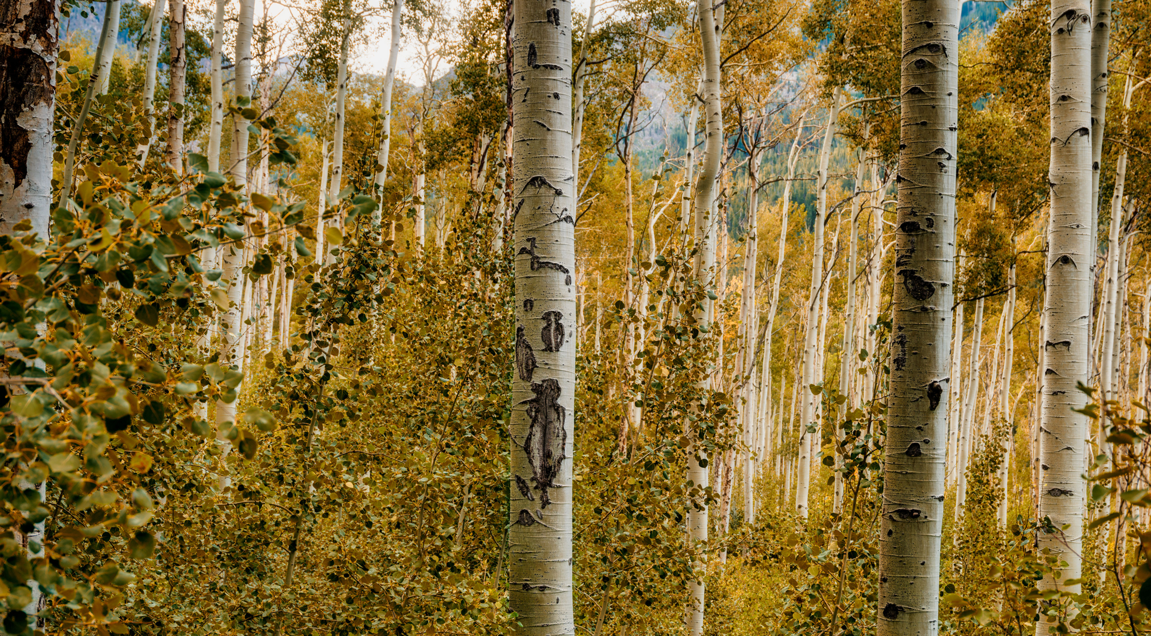 Fall Aspens