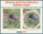 Two images show baby rabbits in nests. Left labeled "String Test" with red grid, right "Baking Powder Test" in grass. Title text above.