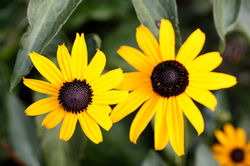 Seasonal Colors 19.jpg