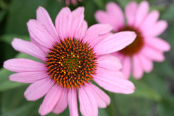 Seasonal Colors 14.jpg