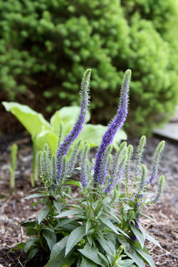 Seasonal Colors 12854.jpg