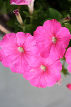 Seasonal Colors 1311.jpg