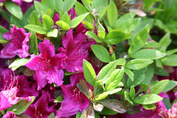 Seasonal Colors 12856.jpg