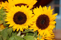 Seasonal Colors 1345.jpg