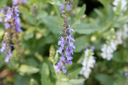 Seasonal Colors 10300.jpg