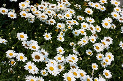 Seasonal Colors 198.jpg