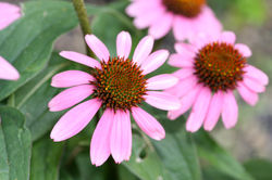 Seasonal Colors 10307.jpg