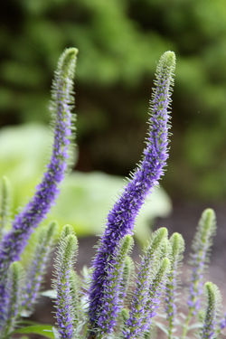 Seasonal Colors 12855.jpg