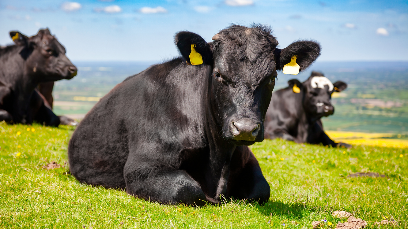 Tinto Farm Vets Aberdeen angus 1.png