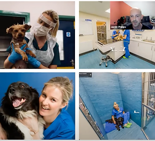 PetsApp webinar screenshot 2.png