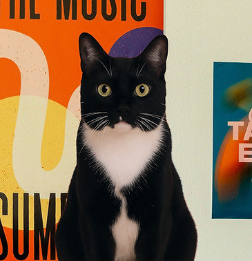 PMP Canva banner.jpg