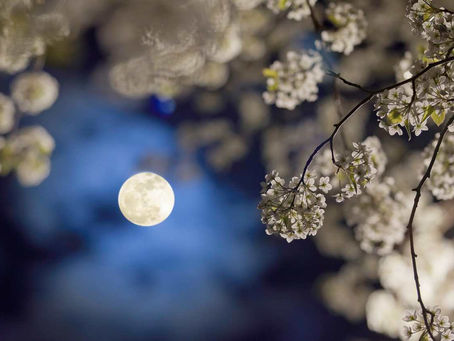 PLEINE LUNE + ECLIPSE du 25 mars Les Emotions nous bousculent pour mieux nous faire grandir  