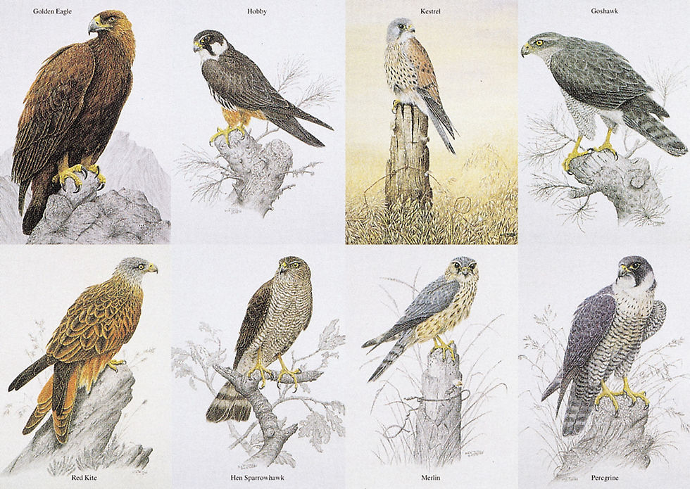 Dick Twinney Birds of Prey