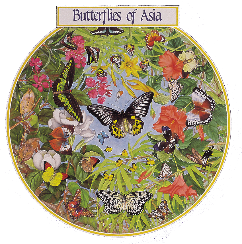 Butterflies of Asia jigsaw puzzle by grovely puzzles