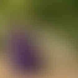 classical music concert photographer michael whitefoot