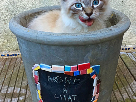 Environnement - Les "must have" du chat en appartement