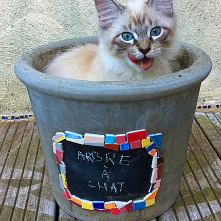 Environnement - Les "must have" du chat en appartement