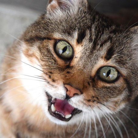 Mon chat miaule la nuit : pourquoi et que faire ?