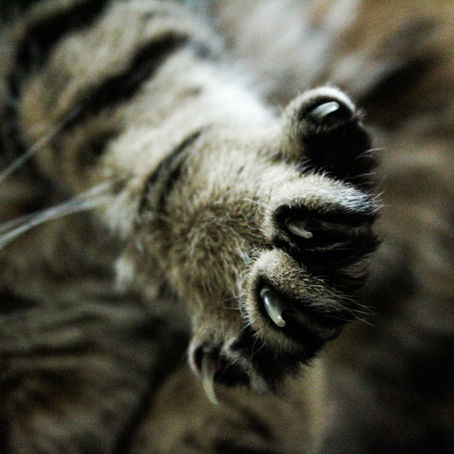 Mon chat griffe le canapé ! Que faire ?