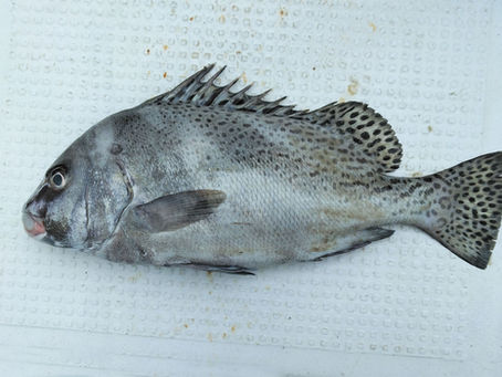 珍客 コショウダイ