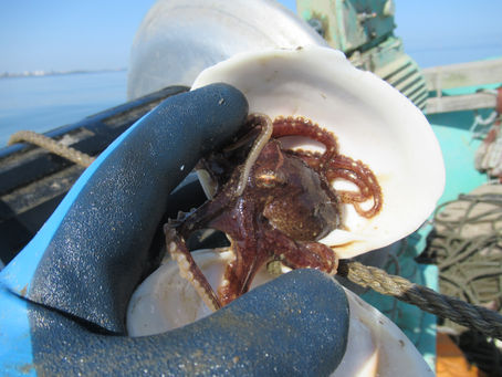 南浜 いきもの図鑑 イイダコ