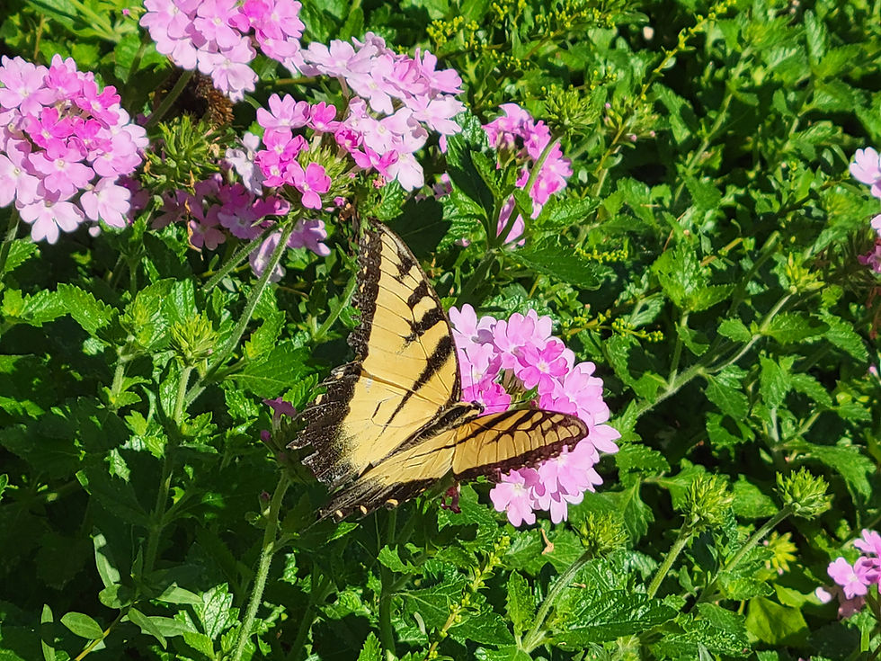 Pollinator garden installation at NCOPP's first Pollinator Ambassador's space
