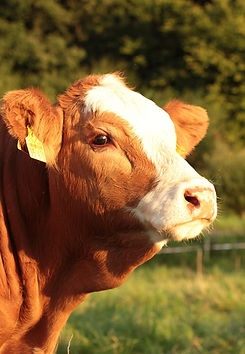 cow-177507_1280.jpg