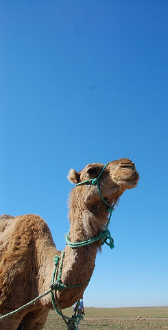 yolanda-morocco-165773_1280.jpg