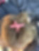 Flamingo Hair Barrette