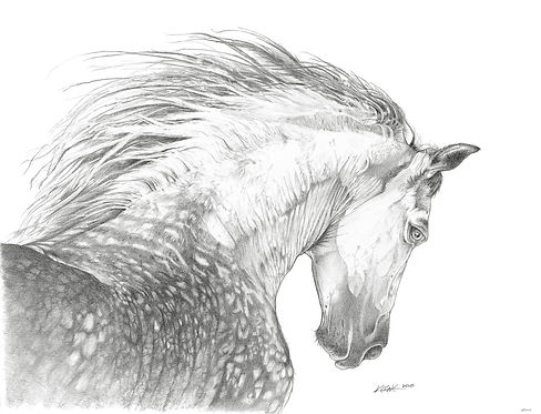 BandW Appaloosa_sm.jpg