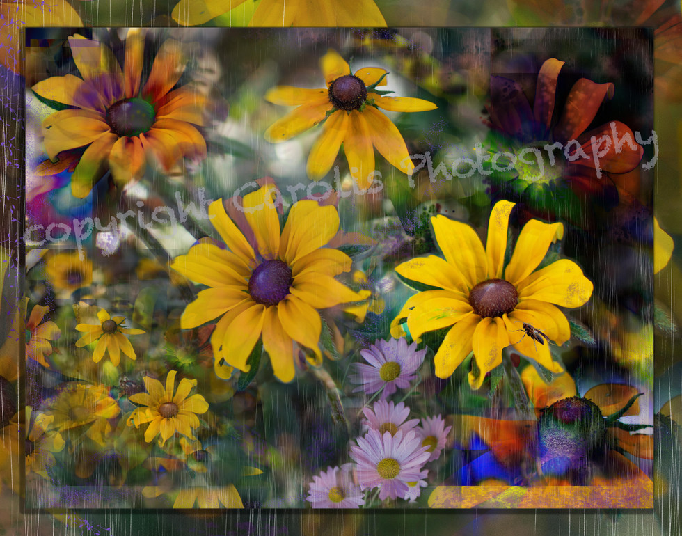 Fran's Garden