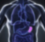 a diagram showing the location of the spleen