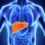 diagram showing the location of the liver