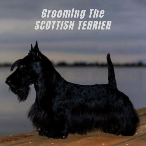 BS1 Grooming the Scottish Terrier Grooming With May